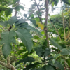 1150518-1鵝掌柴 平溪土蜜-鴨腳木