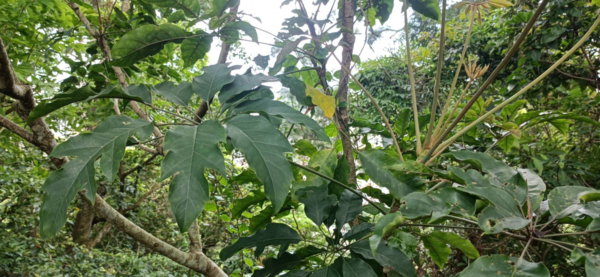 1150518-1鵝掌柴 平溪土蜜-鴨腳木